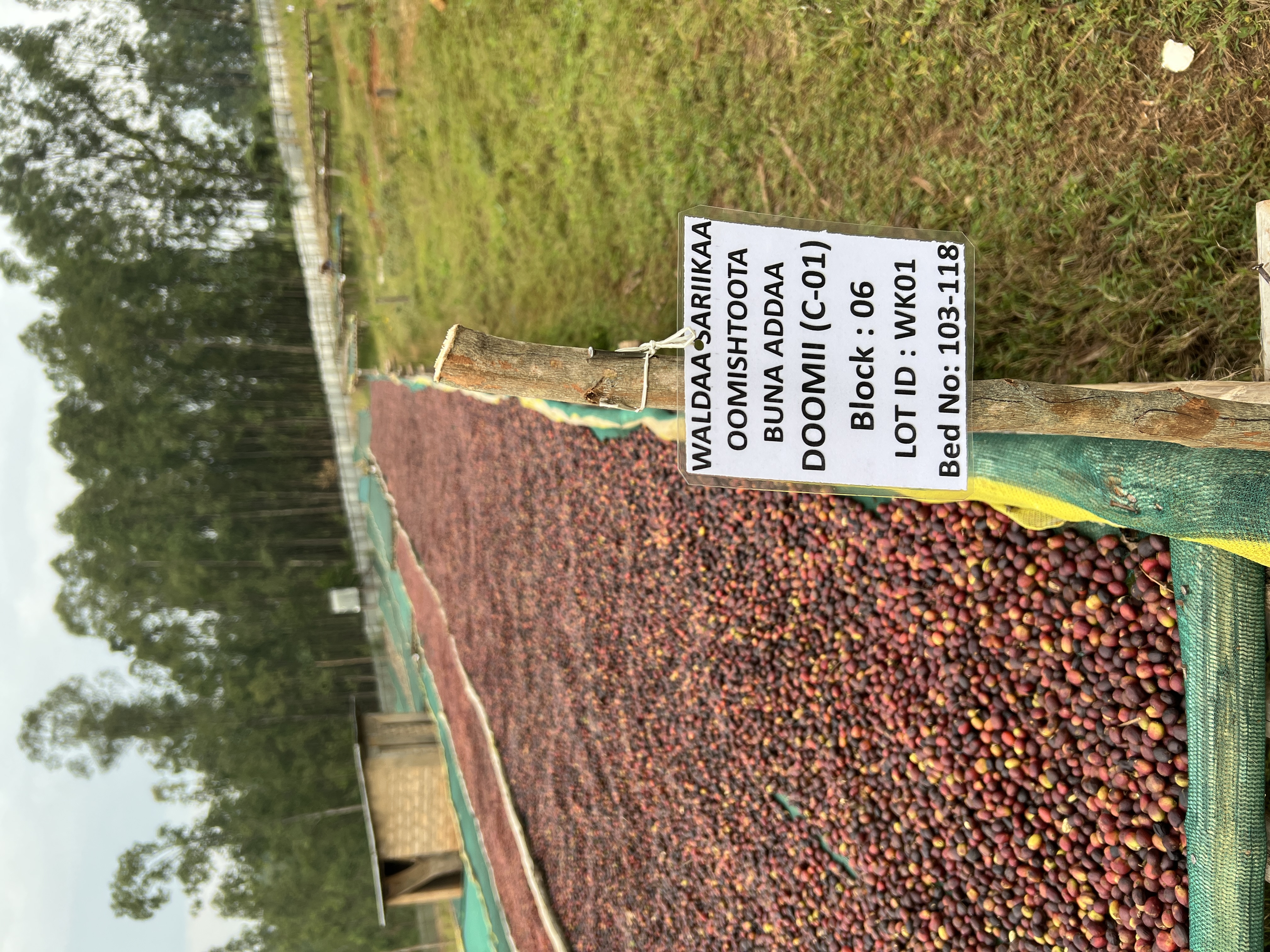 The 2026 crop from Wayu Koli drying in Aira
